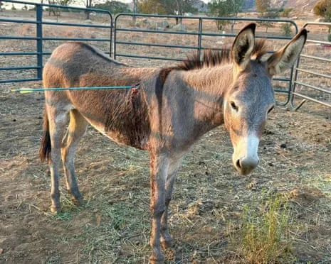 Donkey On the Mend After Latest Projectile Strike on Free-Roaming Asses in California