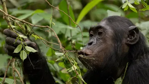 Chimpanzees Drinking an Amount Equal of an Alcoholic Beverage Per Day from Ripe Fruit, Research Shows