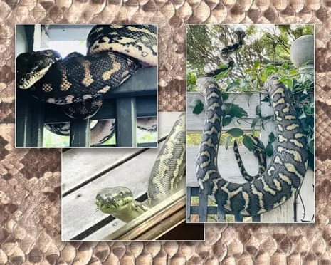 Embracing my Serpents in My Ceiling: A Journey from Fear to Respect