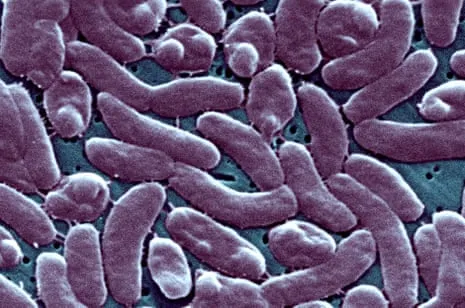 Louisiana Reports 5 Deaths from Flesh-Eating Bacterium in Gulf Waters