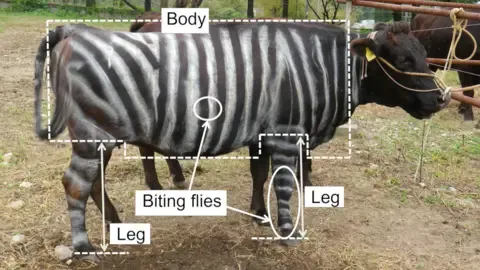 Zebra Cows and Teflon Food Win Tongue-in-Cheek Research Honors