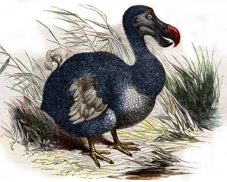 Researchers Assert They’ve Made a ‘Key Milestone’ in Reviving the Extinct Bird for the Very First Occasion in 300 Years
